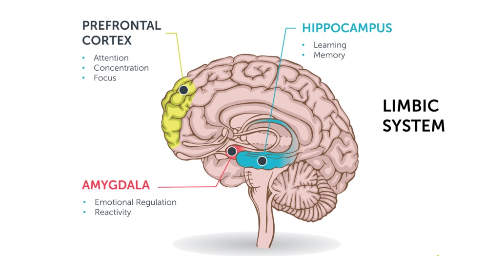 How To Work With The Traumatized Brain – Bessel Van Der Kolk – NICABM ...